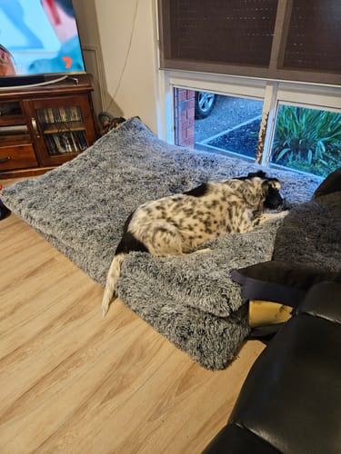 Customer photo review of PaWz Multimat Calming Bed For Dog