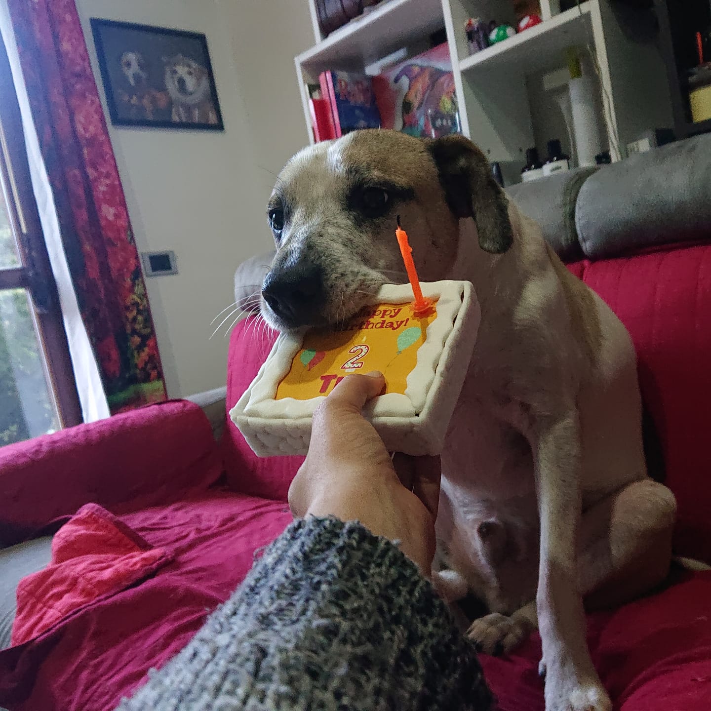 Customer photo review of Torta Per Cani Happy Birthday Personalizzabile Con NOME E ANNI