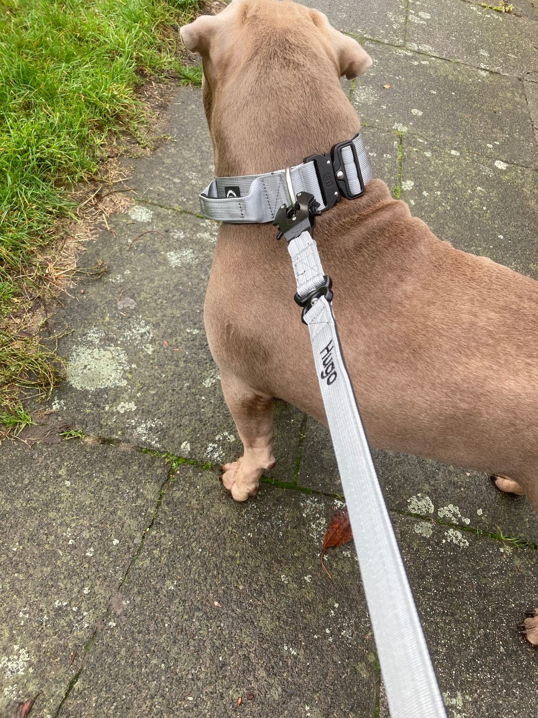 Customer photo review of 5cm Combat® Collar | With Handle & Rated Clip - Metal Grey v2.0