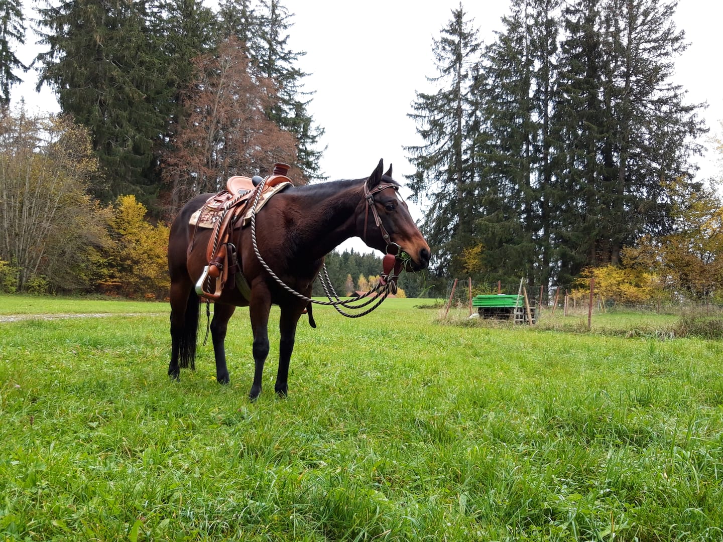 Customer photo review of Kristallkraft Brave Horse