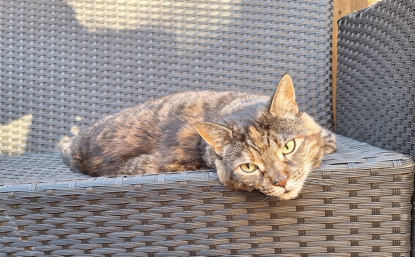 Customer photo review of Giardientest Katze