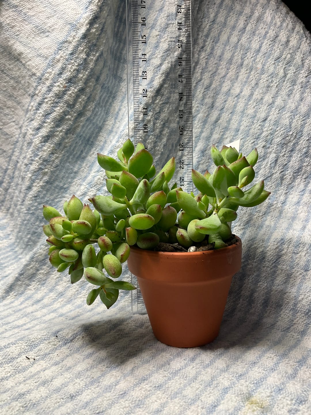 Customer photo review of Cotyledon pendens