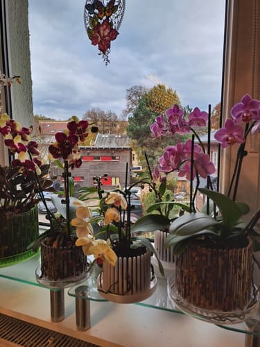 Customer photo review of Table Dance Donauwelle mit gelb-violetten Blüten und 2+ Stielen