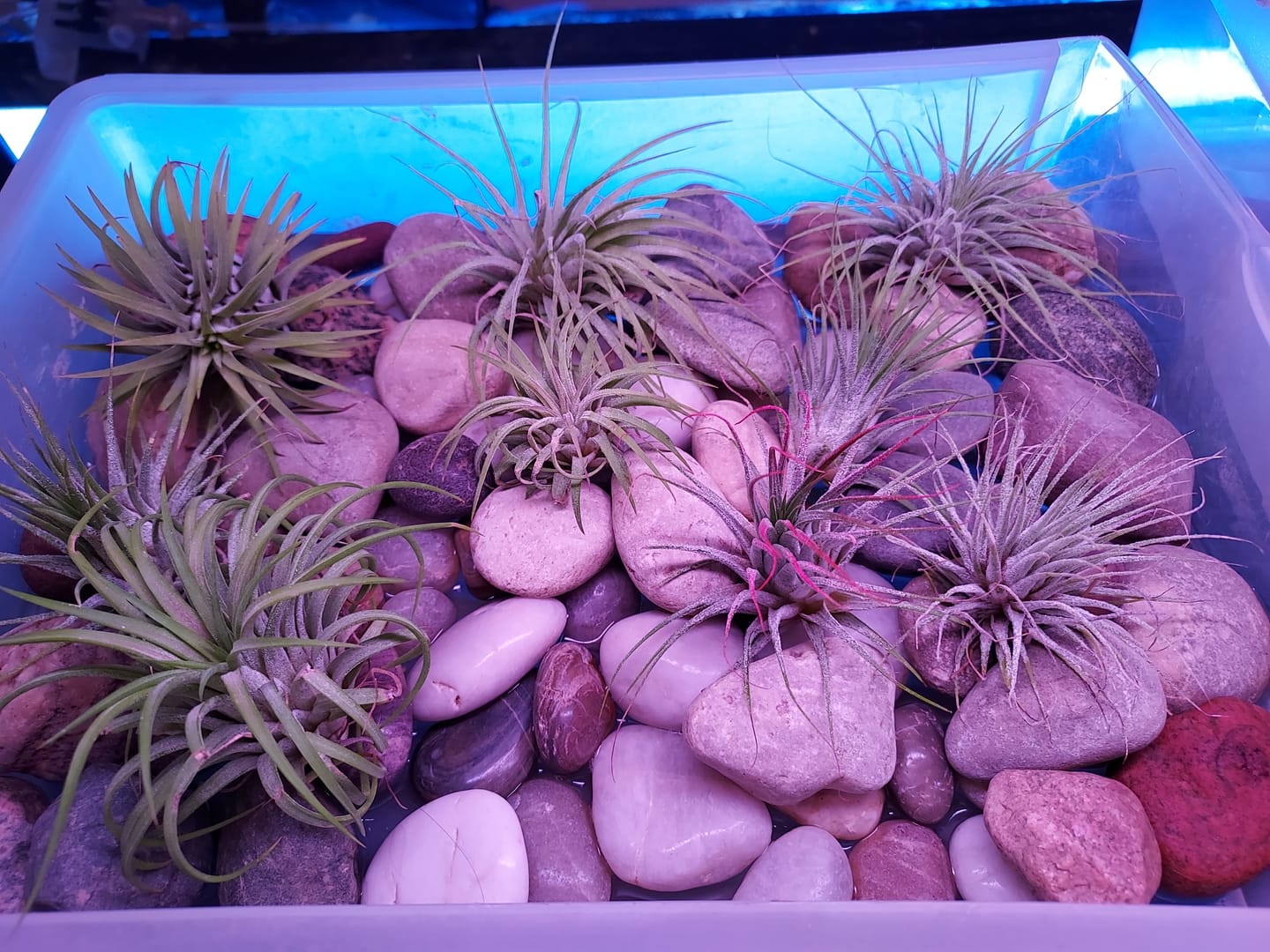 Customer photo review of B Quality Ionantha Variety 3 Pack  ($0.75 Per Plant)