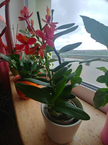 Customer photo review of Epidendrum Nordic Fire Dauerblüher mit roter Blüte
