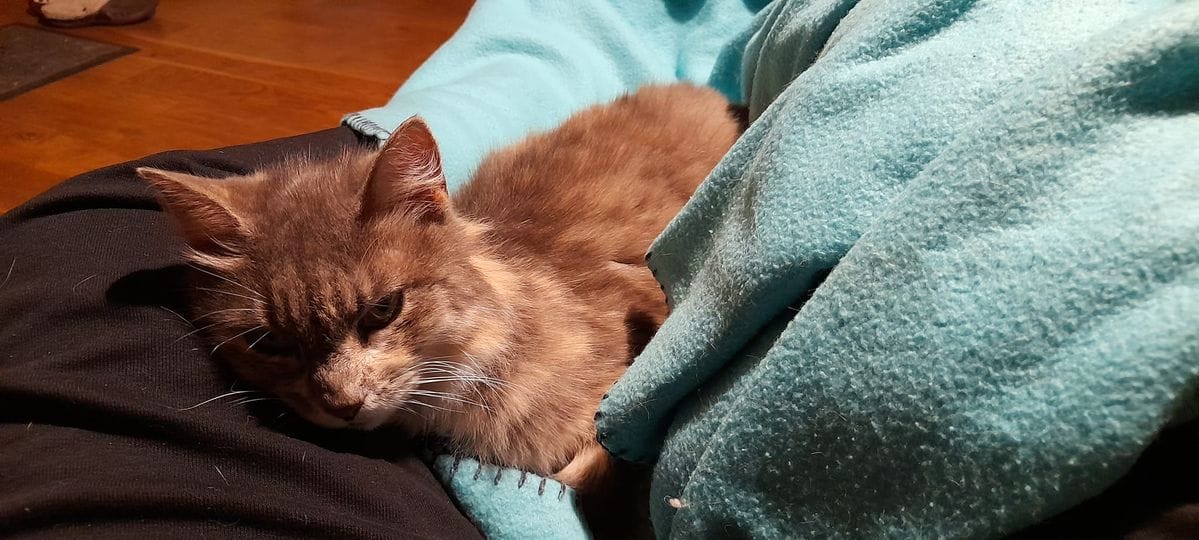 Customer photo review of Pâtées riches en poisson & aux courgettes (chat âgé)