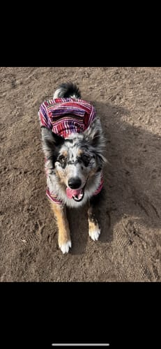 Customer photo review of Playa Poncho - Surprise Color