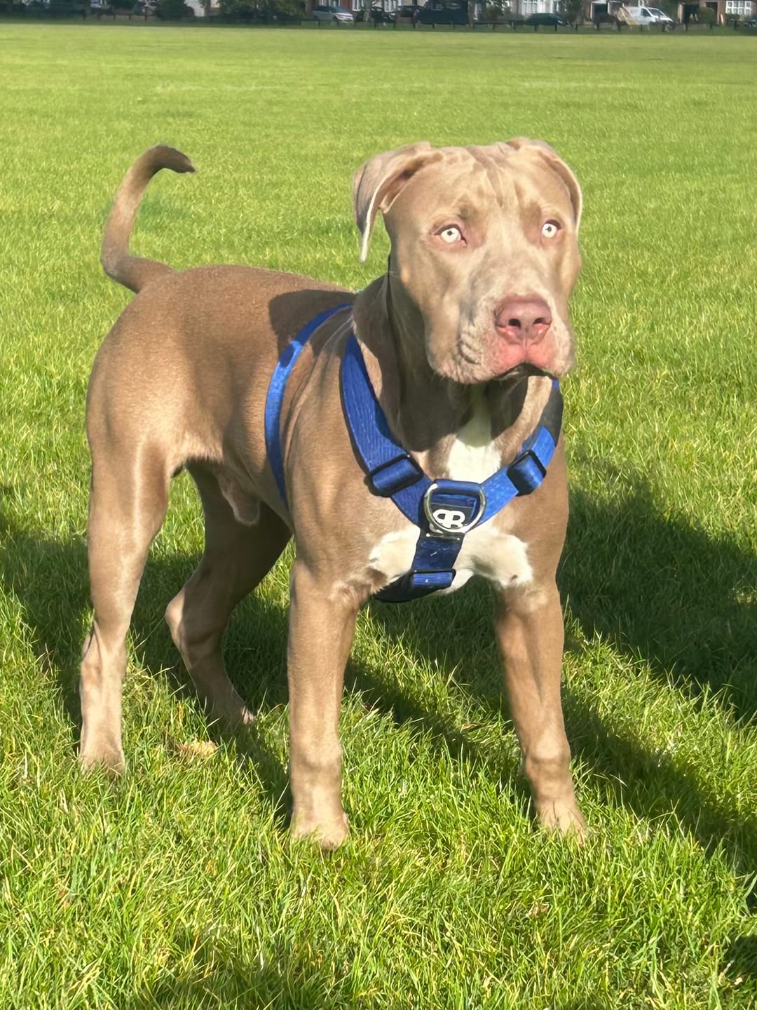 Customer photo review of TRI-Harness® | Anti-Pull, Adjustable & Durable - Dog Trainers Choice -  Blue v2.0