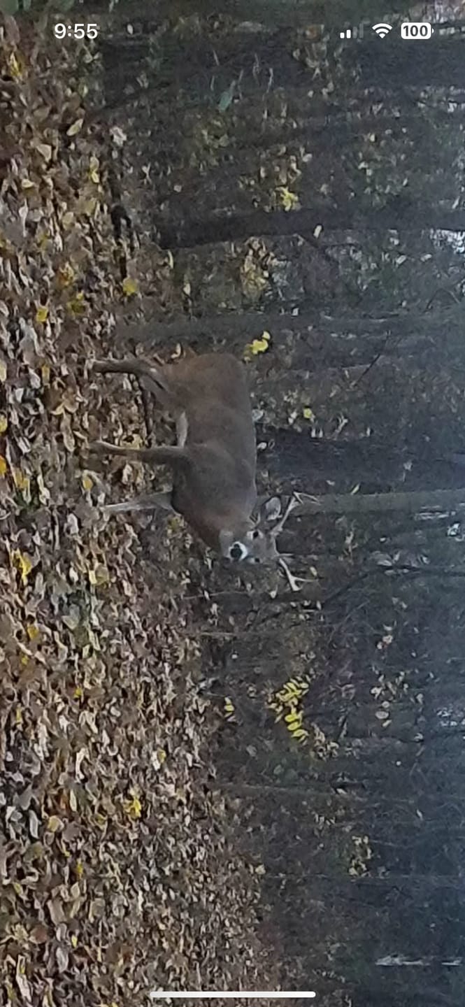 Customer photo review of Undercover™ Trail Camera