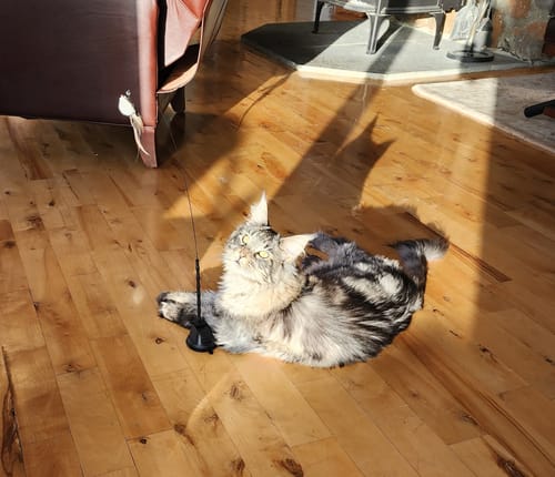 Customer photo review of Interactive Bird Simulation Cat Toy Set