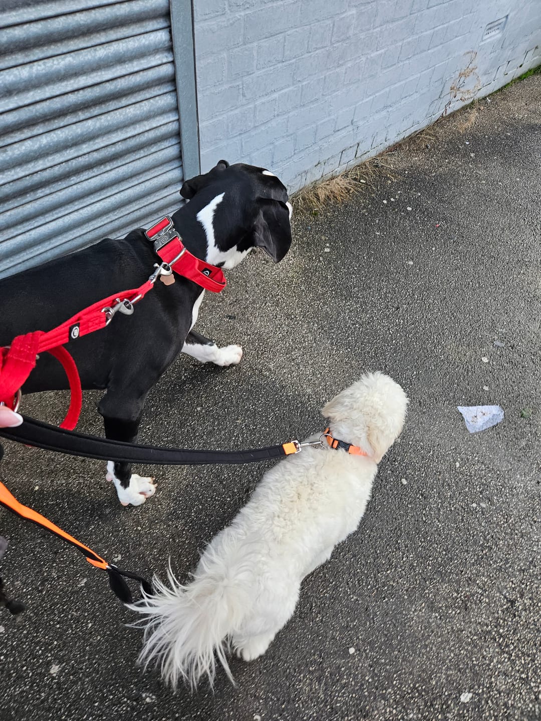 Customer photo review of 1.4m Active Light Lead - Orange