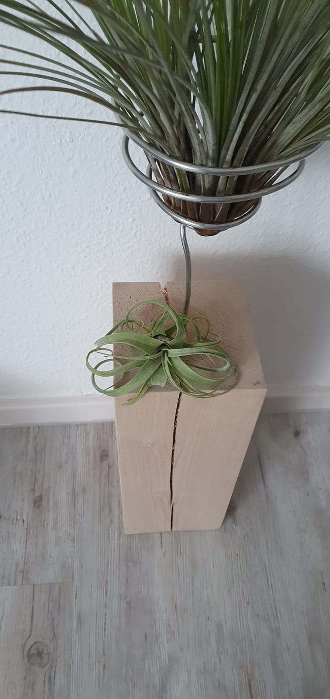 Customer photo review of Tillandsia "Curly Slim" - intermedia x streptohphylla