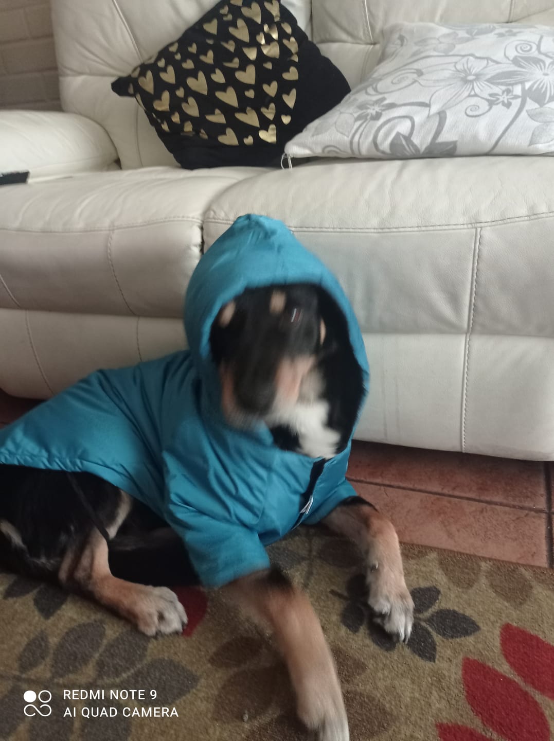 Customer photo review of MASTERDOG ADULTO CARNE