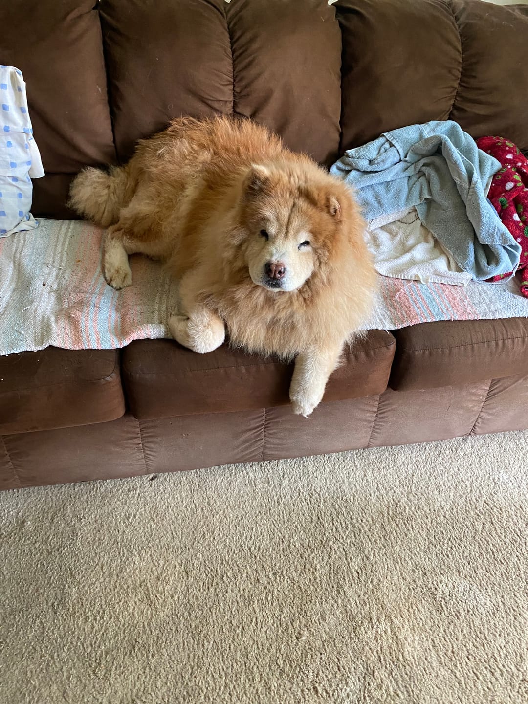 Customer photo review of Daily Support CBD Oil for Pets Over 20lbs