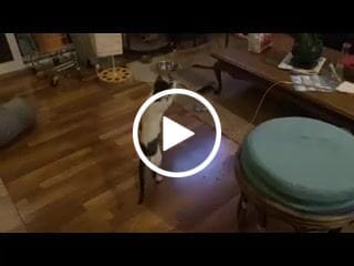 Customer video review of Interactive Bird Simulation Cat Toy Set