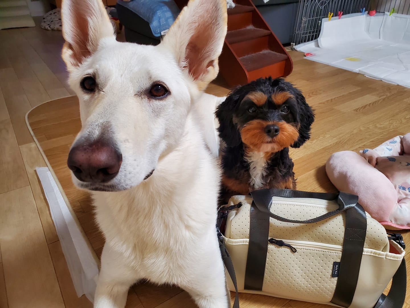 Customer photo review of マイラ 犬のお散歩バッグ