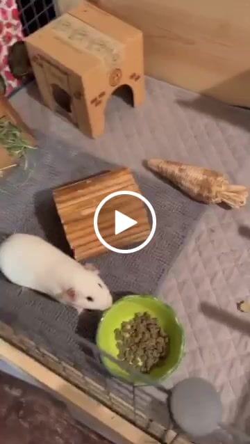 Customer video review of Original GuineaDad Liner