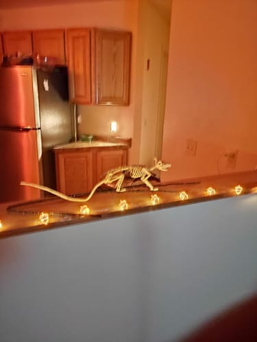 Customer photo review of Acorn LED String Lights