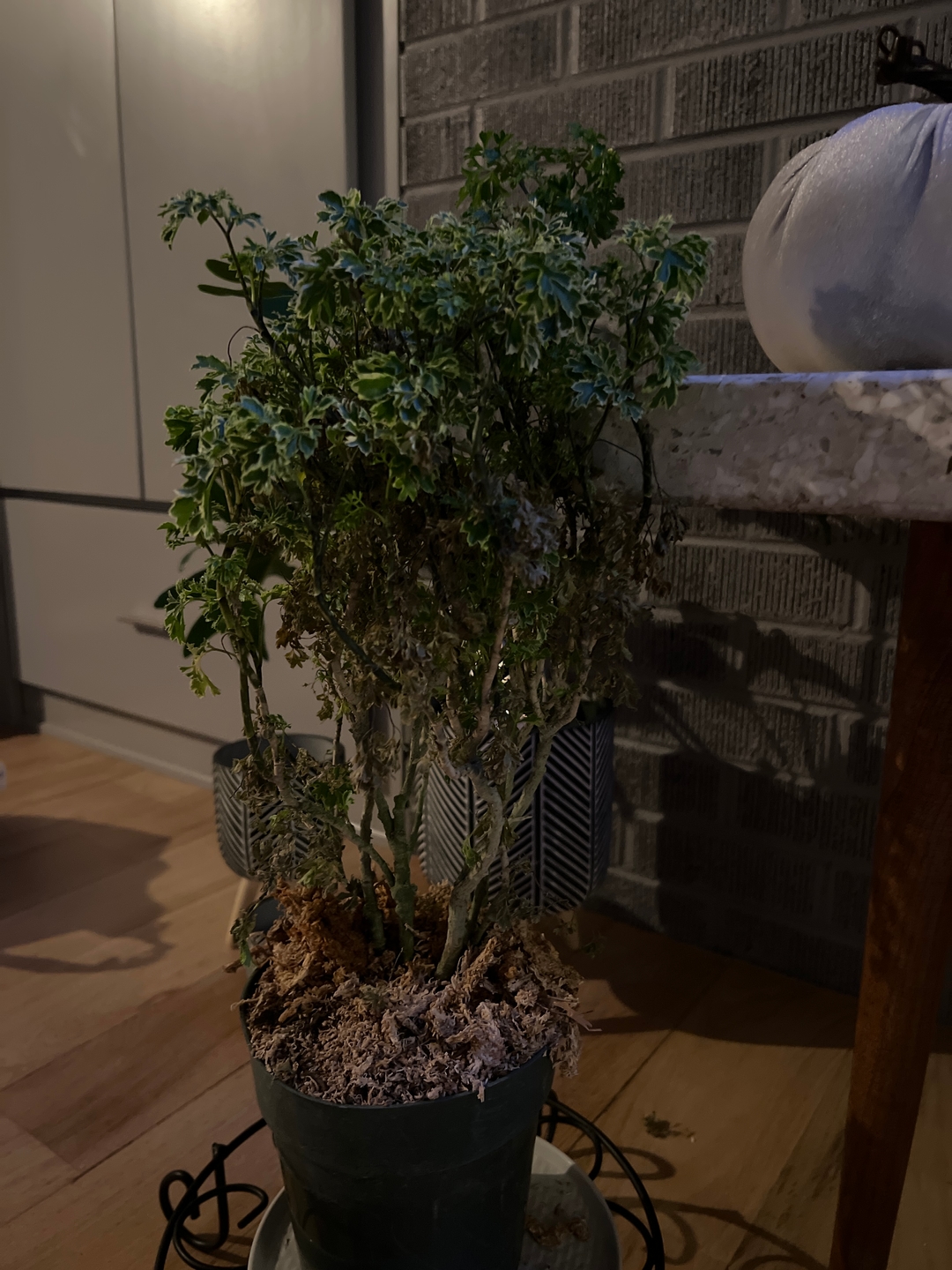 Explore Aralia Ming Gold Bonsai Tree | Eureka Farms