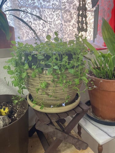 Customer photo review of Cascade of Color Trailing  Lobelia Seeds