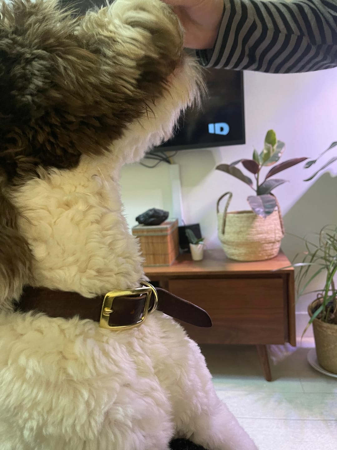 Customer photo review of Rover - Classic Brown Full-Grain Leather Dog Collar