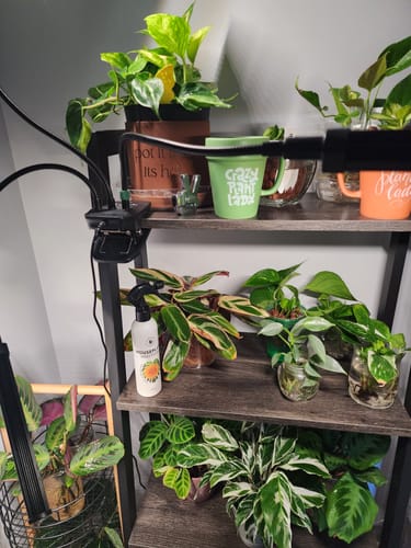 Customer photo review of Houseplant Insecticide w/ Neem