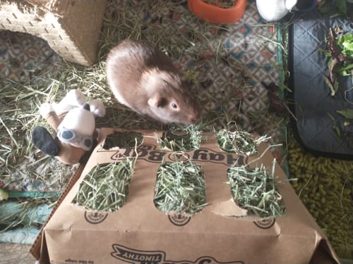 Customer photo review of Timothy Hay Bar for Guinea Pigs (5 Pack)
