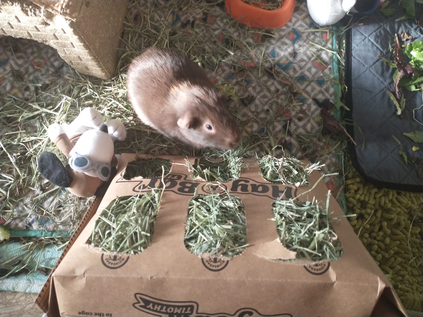 Customer photo review of Timothy Hay Bar for Guinea Pigs (5 Pack)