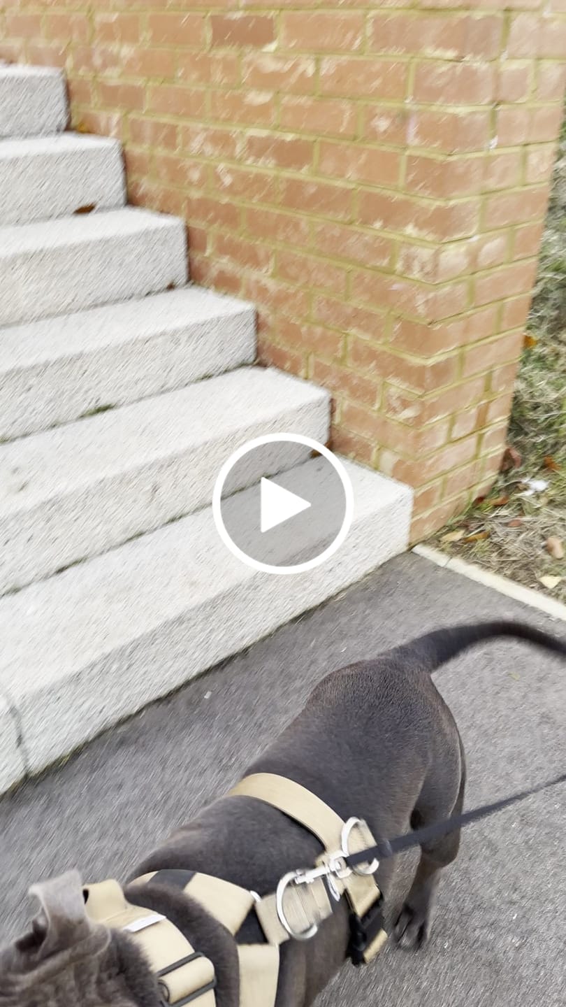Customer video review of TRI-Harness® | Anti-Pull, Adjustable & Durable - Dog Trainers Choice - Military Tan v2.0