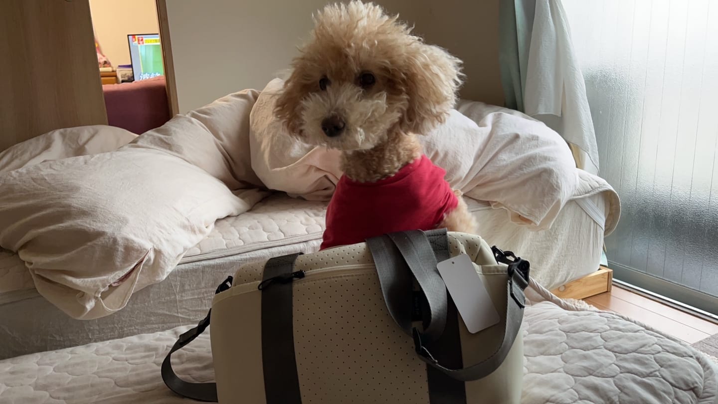 Customer photo review of マイラ 犬のお散歩バッグ