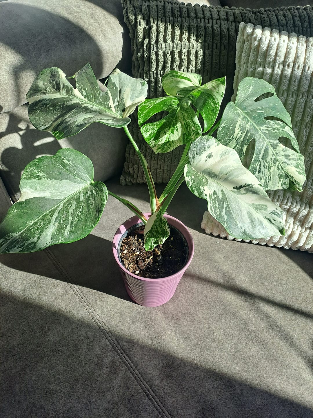 Customer photo review of Monstera Deliciosa Variegata M