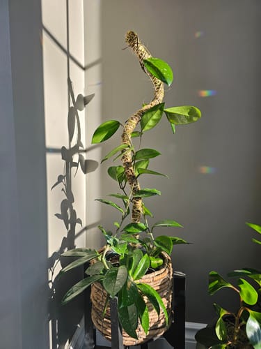 Customer photo of The Bendable Moss Pole™ 𝘛𝘏𝘐𝘕 from Joanna G.