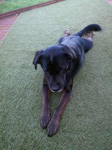 Customer photo review of DoggieBalm Natural Manuka & Hemp Shampoo and Conditioner