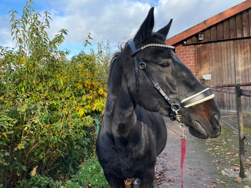 Customer photo review of Harmony Bridle - anatomische gebisslose Trense mit Crystal Stirnband