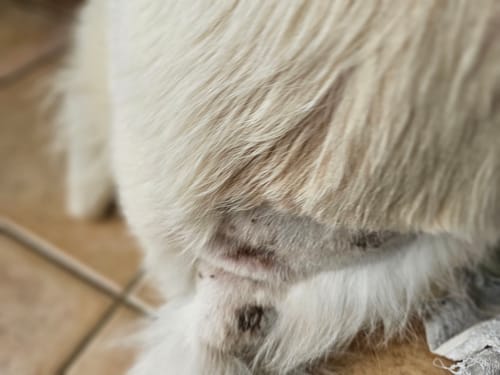 Customer photo review of Baume "Le Miraculeux" pour chiens 100% naturel