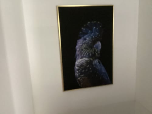 Customer photo review of Coat Of Stars, Black Cockatoo, Style A