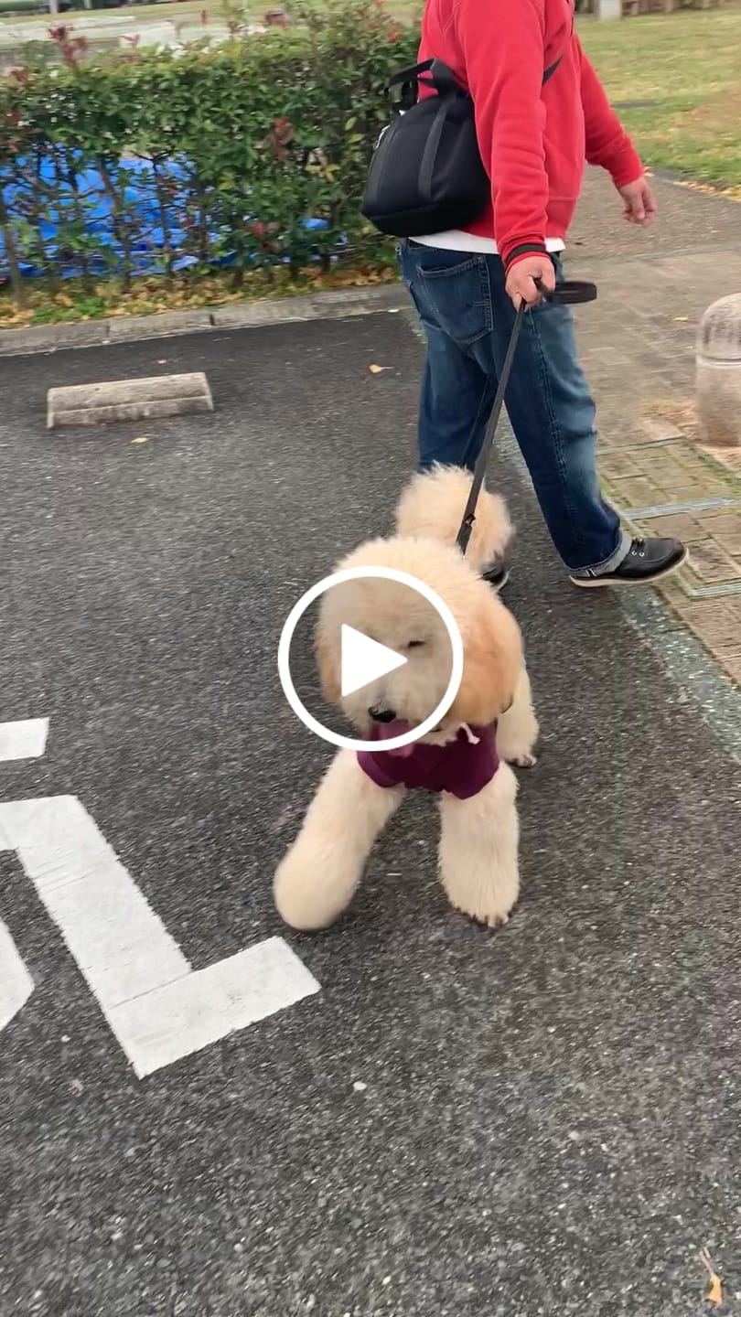 Customer video review of マイラ 犬のお散歩バッグ