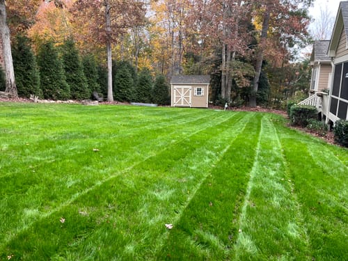 Customer photo review of GCI Turf Type Tall fescue Grass Seed