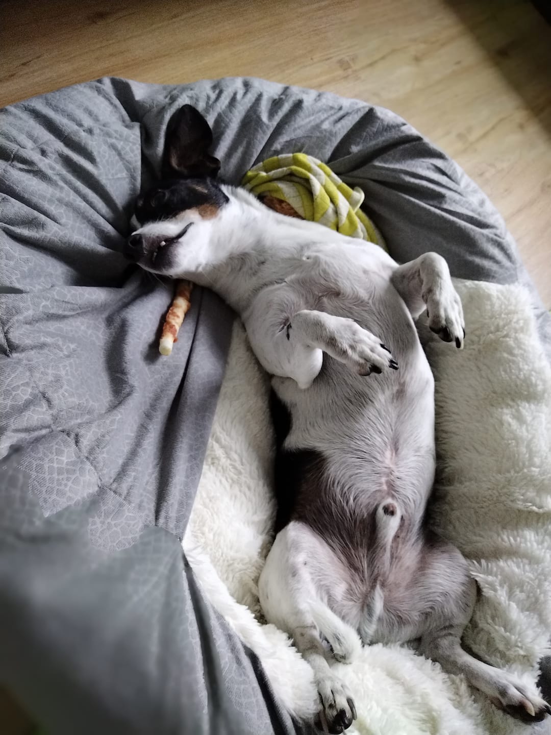 Customer photo review of *Neu*Emmalove - Kuschelhöhle für Hunde