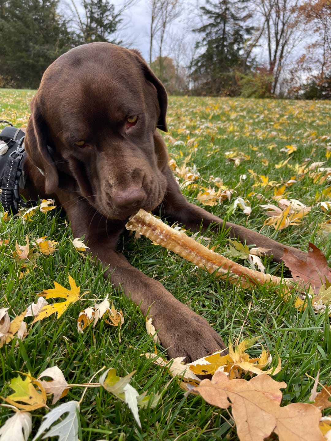 Customer photo review of 12 Inch Beef Trachea