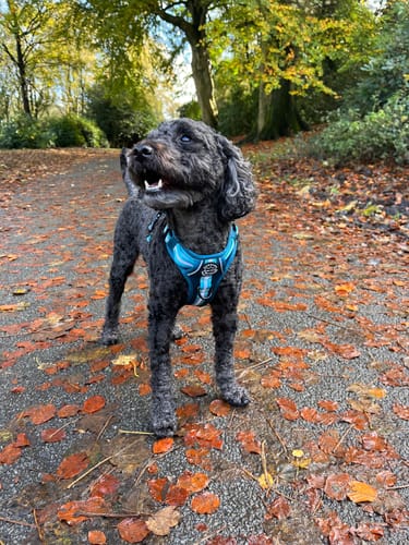 Customer photo review of Essentials Harness - Teal