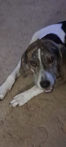 Customer photo review of Beef Tendon For Dogs