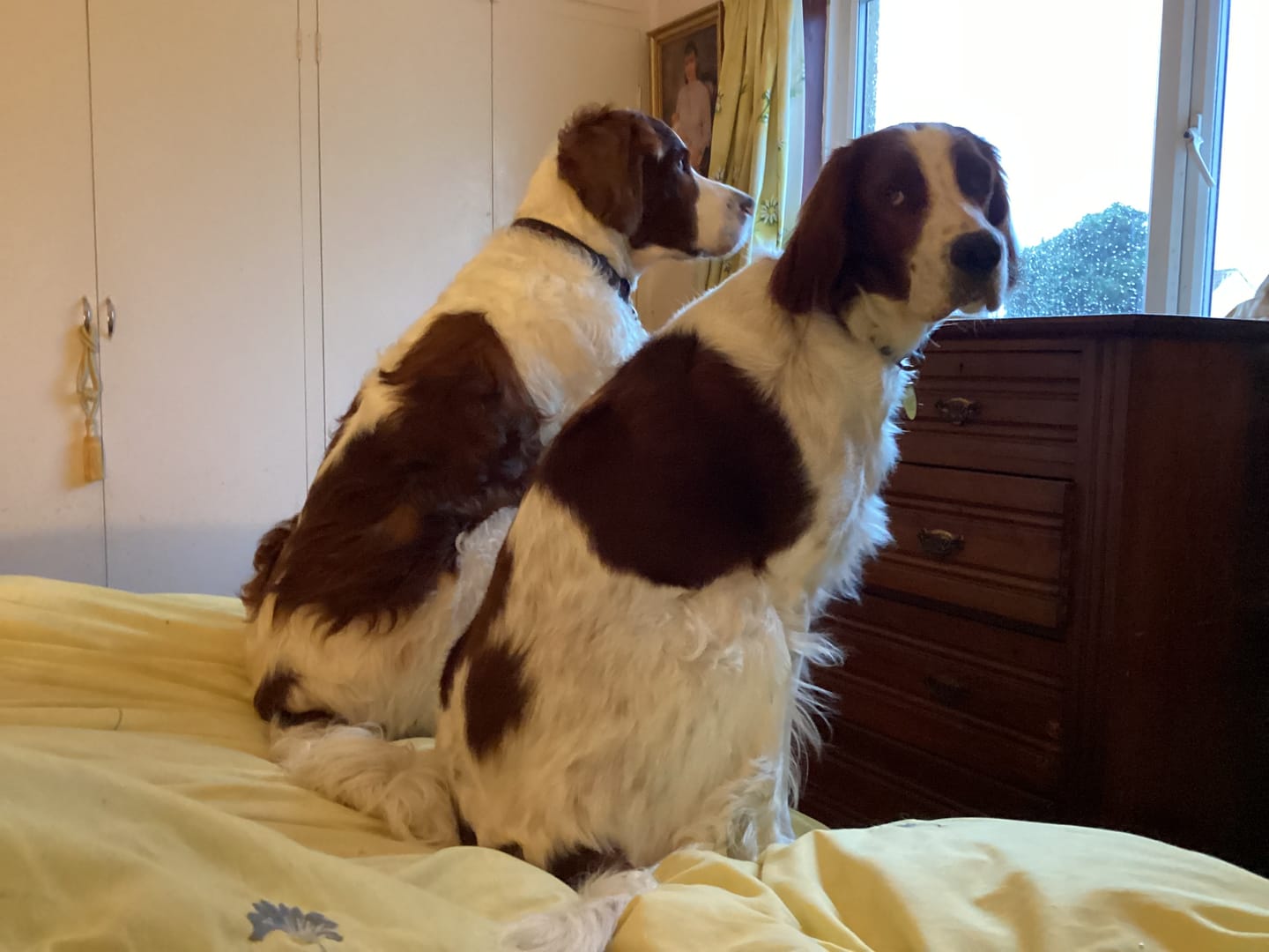 Customer photo review of Glucosamine Powder For Dogs