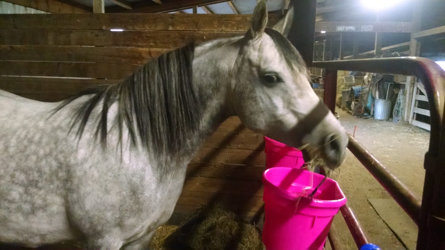 Customer photo review of Aloe Vera Pellets