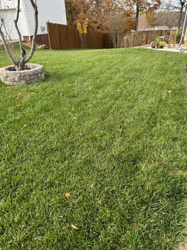 Customer photo review of GCI Turf Type Tall fescue Grass Seed
