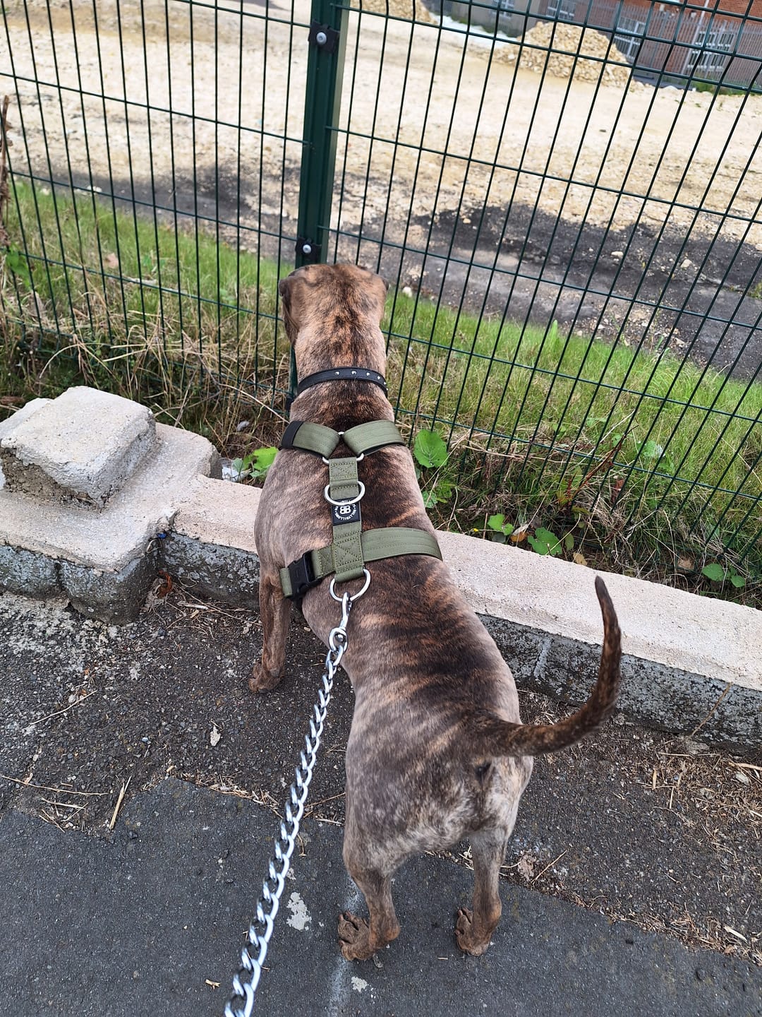 Customer photo review of TRI-Harness® | Anti-Pull, Adjustable & Durable - Dog Trainers Choice -  Khaki v2.0
