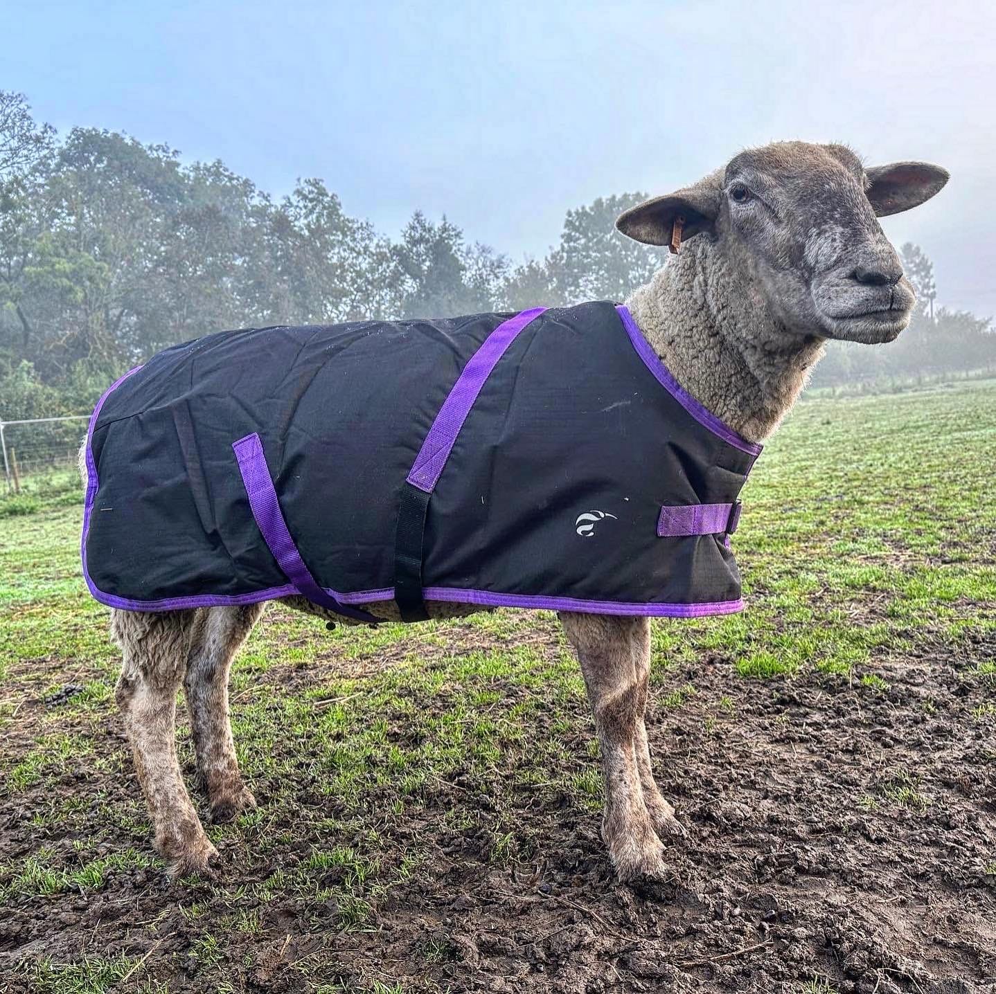 Customer photo review of Sheep Coat | Waterproof