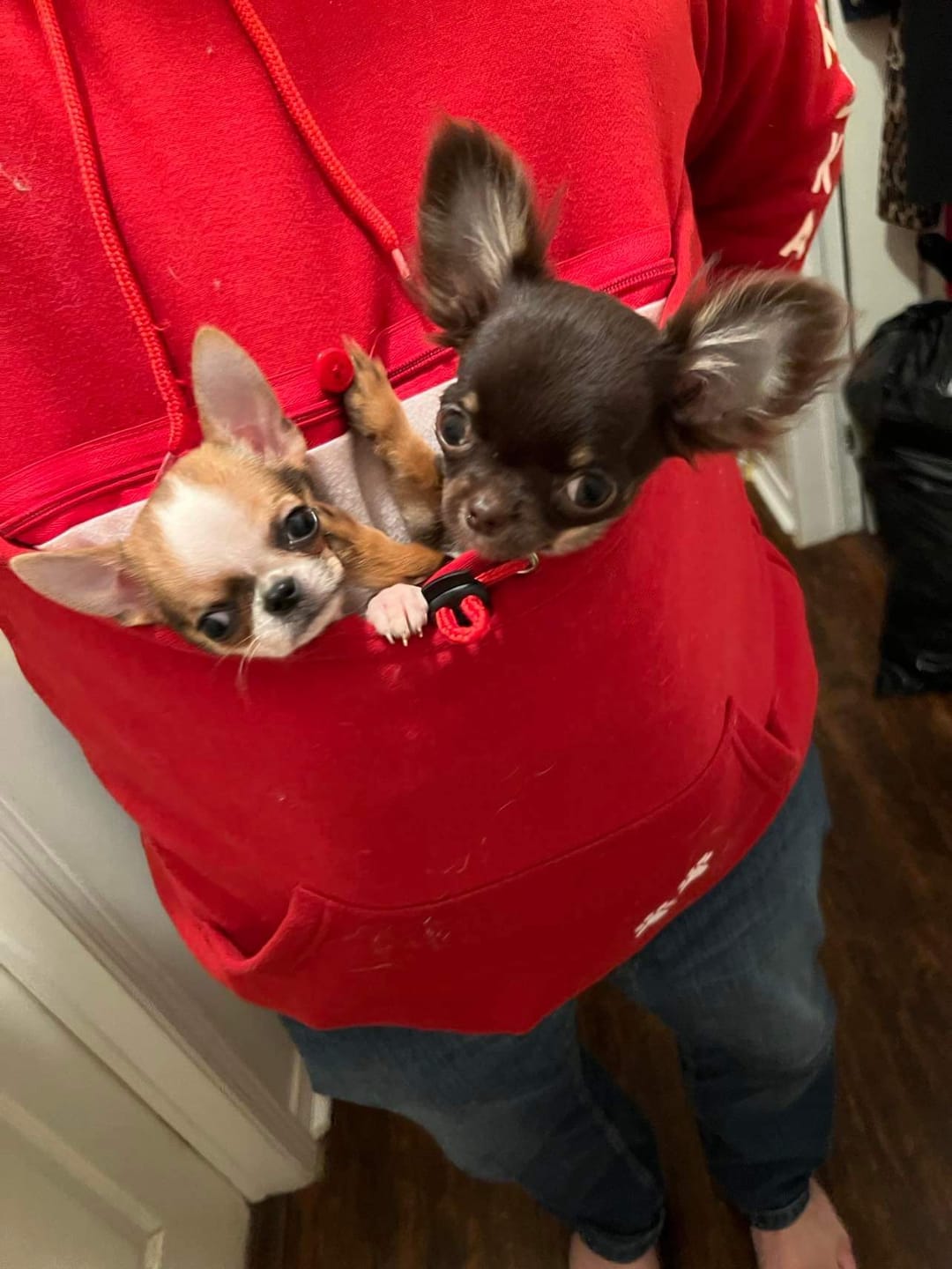 Customer photo review of Muskoka Pooch Adult Pet Hoodie