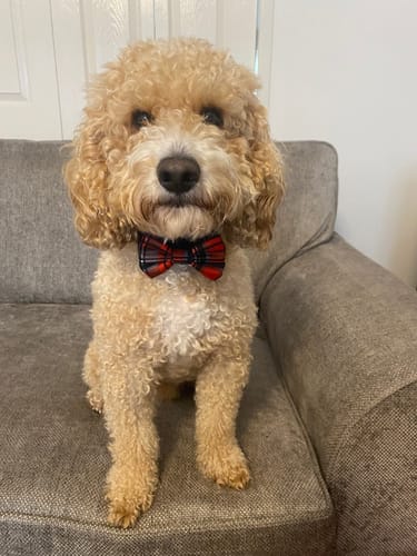 Customer photo review of Bow Tie - Scottie Dog
