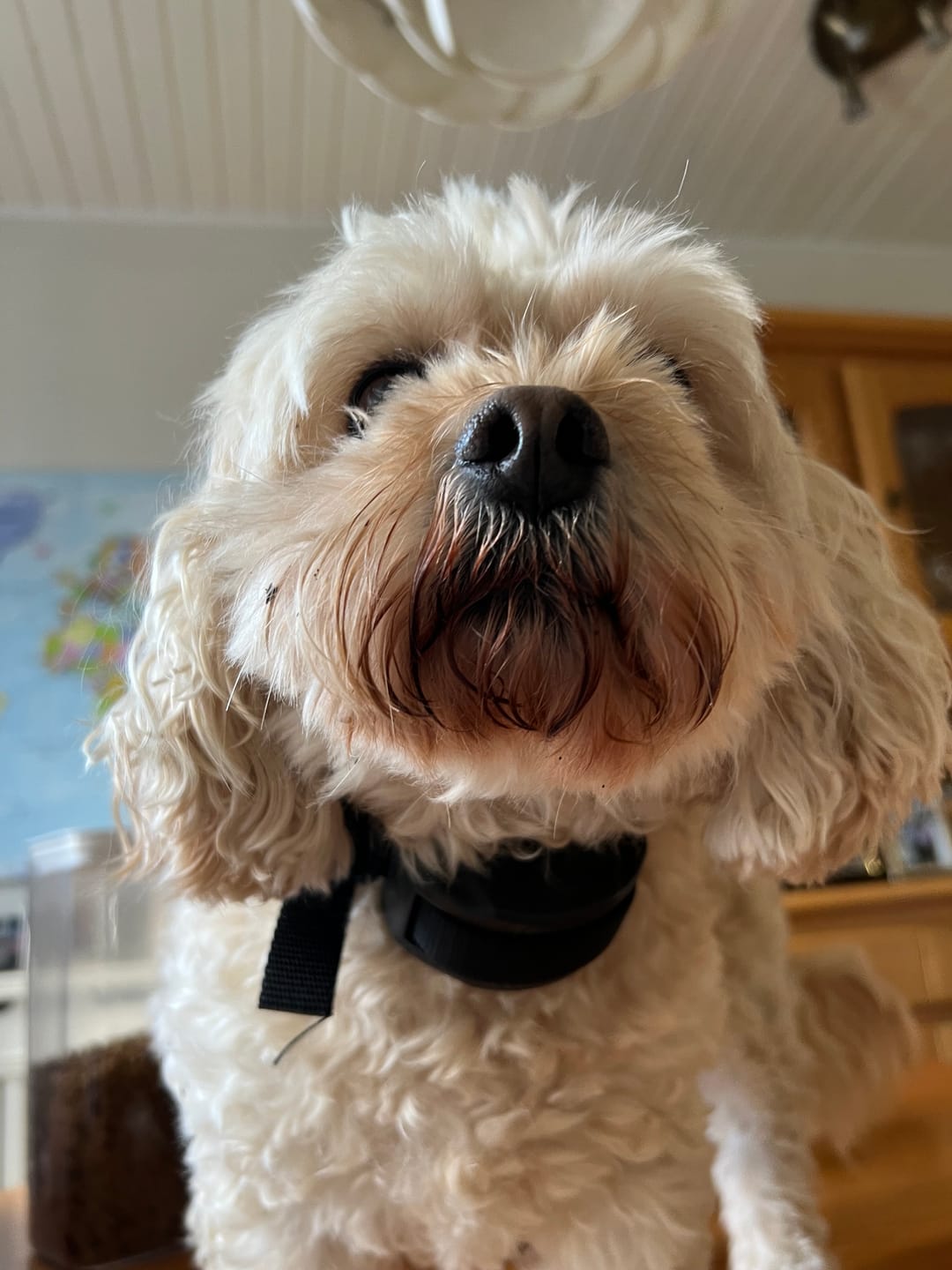 Customer photo review of Anti Bark Training Collar Ireland